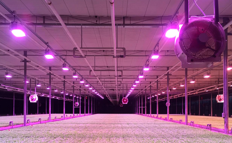 Increased Crop Yields with Heliospectra's ELIXIA