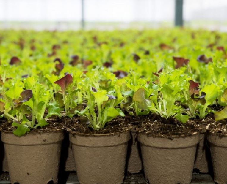 LED Grow Light for greenhouse_Lettuc crop_ELIXIA Heliospectra_3